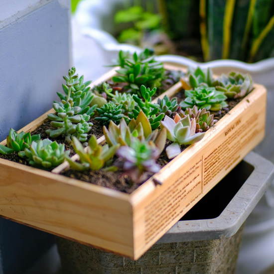 Planters & Pots
