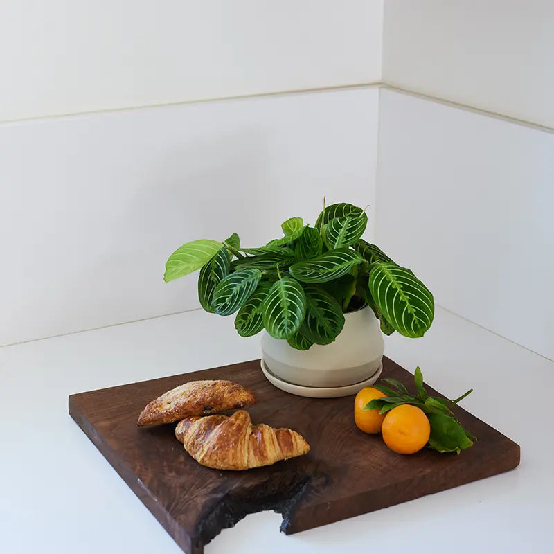 Rancho Planter - 5 Inch with Saucer